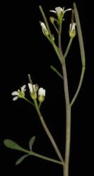 Cardamine thalassica. Inflorescence with cauline leaves, siliques and flowers.
 Image: P.B. Heenan © Landcare Research 2019 CC BY 3.0 NZ